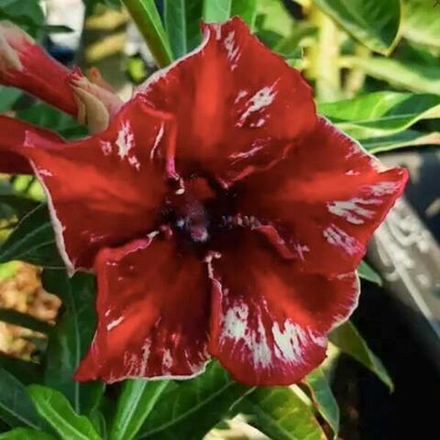 Адениум обесум 291 A16