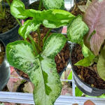 Сингониум MAJESTY