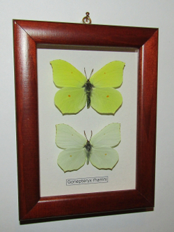 Лимонница пара в рамке