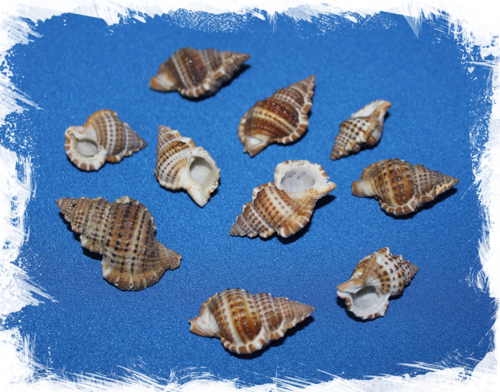 Гуринеум Нататор