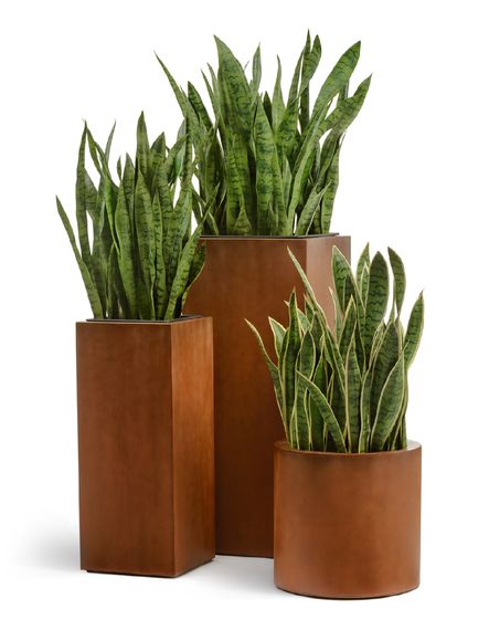 Кашпо TREEZ Effectory - серия Corten Steel - Цилиндр - Кортеновская сталь-Бархатистая окись