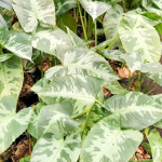 Шизматоглоттис CAMOUFLAGE