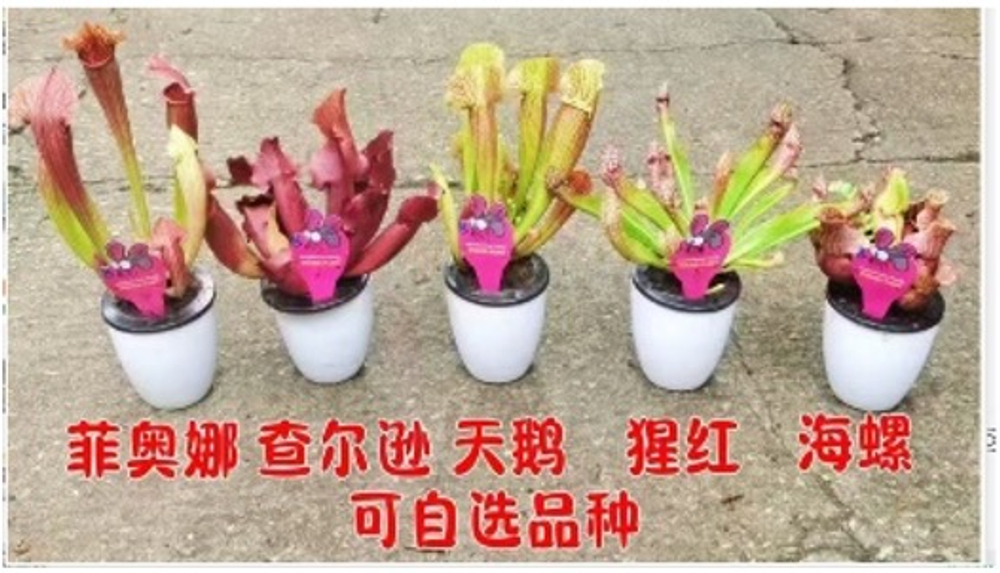 Саррацения пурпурная д.9