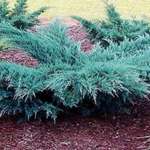 Можжевельник виргинский Грей Оул С26 100-120