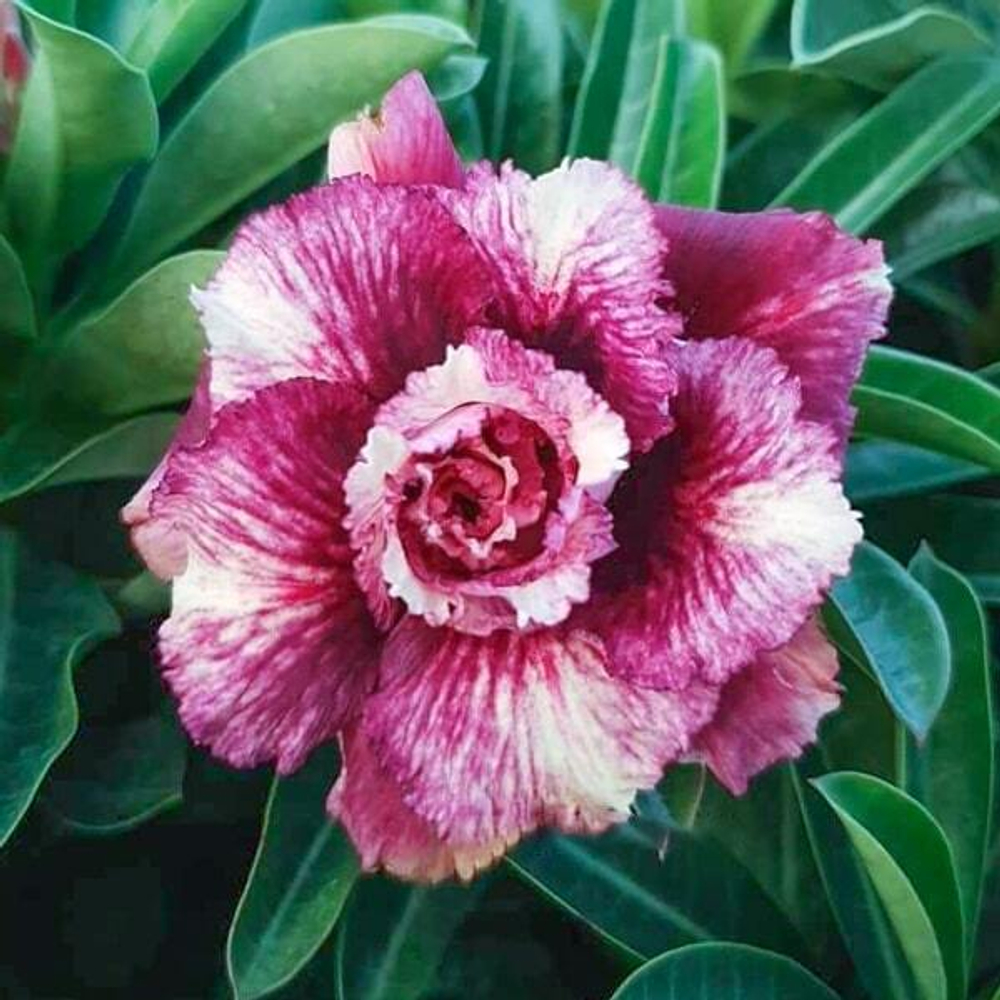 Адениум обесум 231 T10