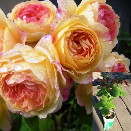 Роза Розоман Жанон шраб, саженец с ЗКС.