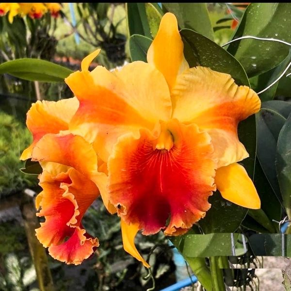 Желто-оранжевые орхидеи Желто-оранжевые орхидеи