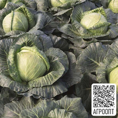 Краутман F1 семена капусты белокочанной (Bejo / Бейо)