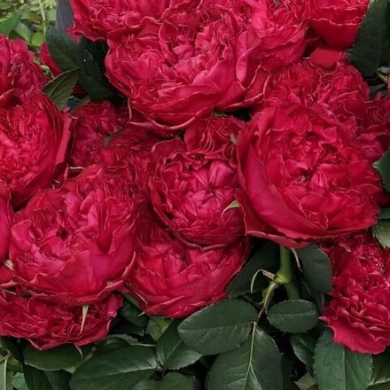 Расберри Элеганс (Raspberry Elegance)