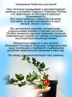 Крыжовник Медовый желтый сладкий
