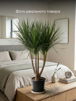 Драцена angustifolia Dragon's Blood Tree д.30