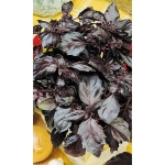 Семена Базилик Фиолетовый (МАРС) 0,3гр Б/П