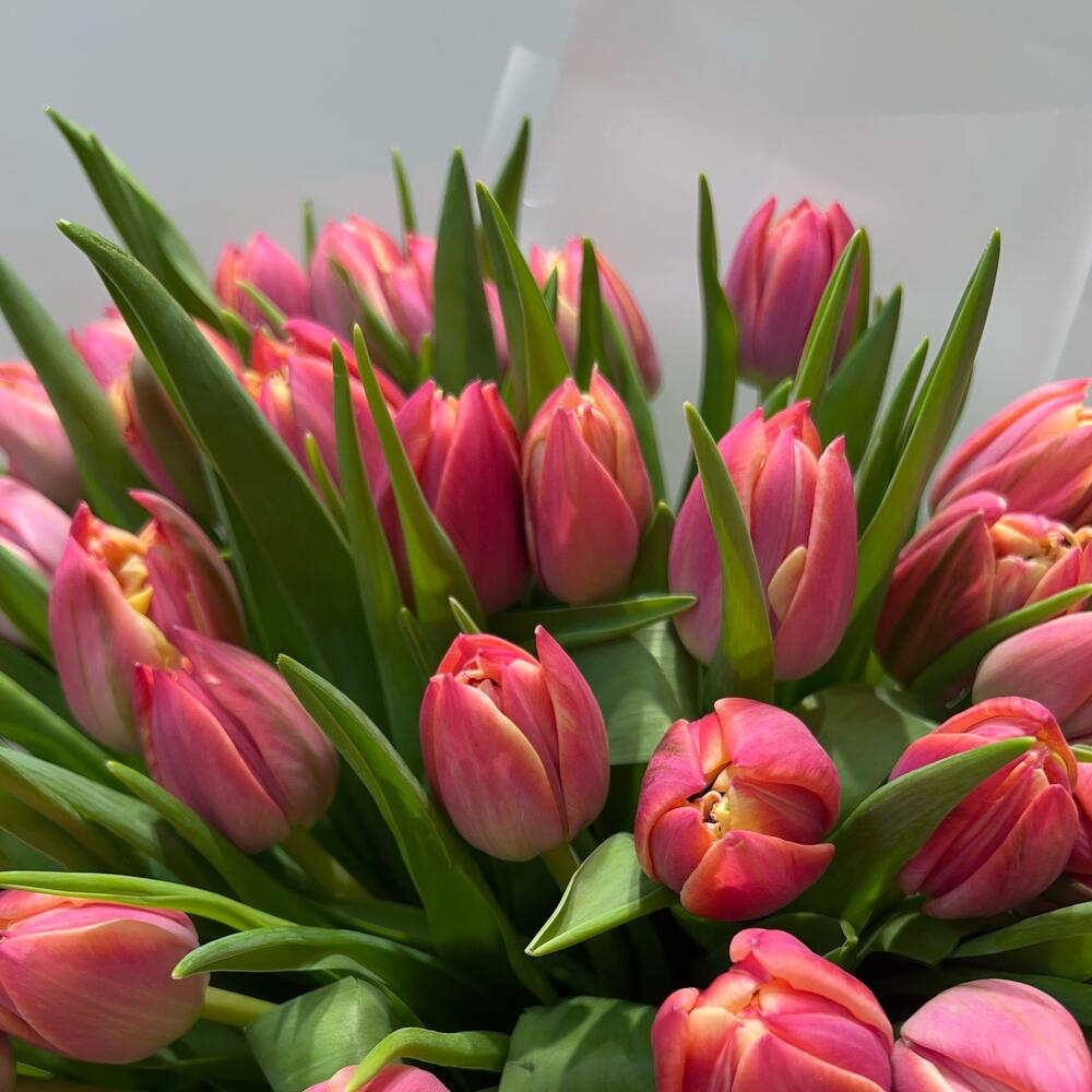Букет из 49 пионовидных розовых оранжевых тюльпанов в матовой упаковке