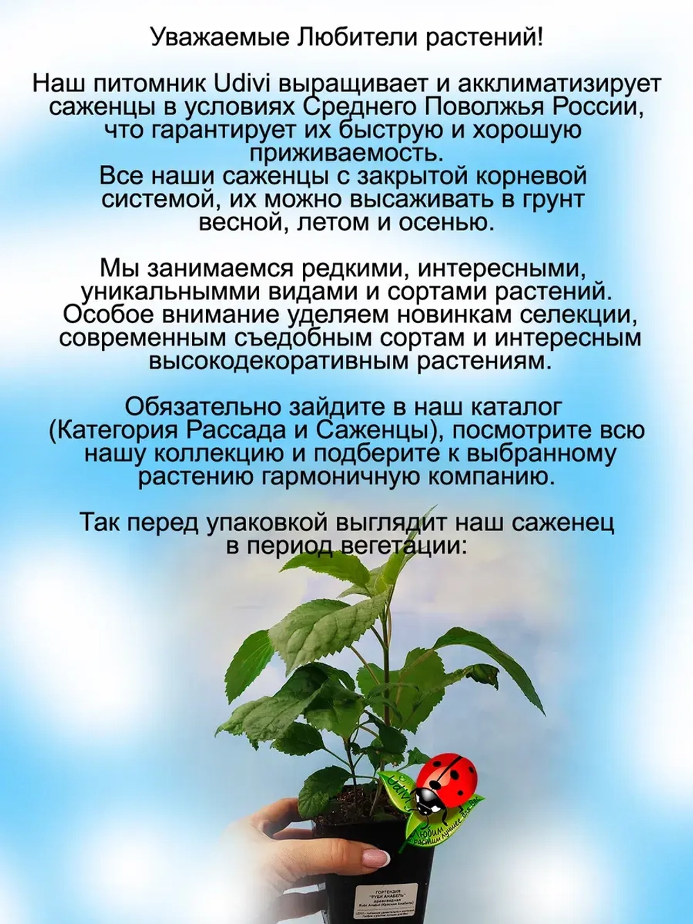 Гортензия Руби Анабель древовидная
