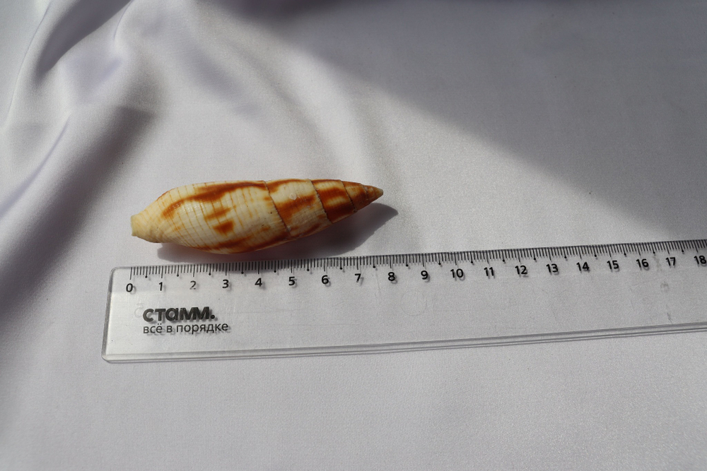 Митра еремитарум (Nebularia eremitarum)