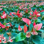 Антуриум Андре HELLO MERLOT