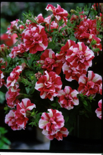 ЕВРО Petunia TUMBELINA Cherry Ripple неукор черенок ноябрь 2025