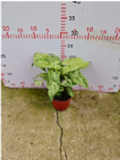 Сингониум Batik д.11