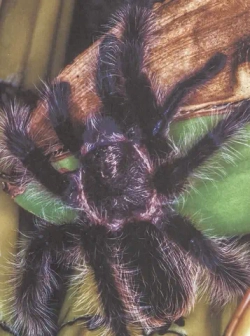 ЭНЦИКЛОПЕДИЯ ДЛЯ ДЕТЕЙ новые. НАШИ ЛЮБИМЫЕ ПИТОМЦЫ