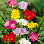 Фрезия Простая Смесь (10 шт) Волжский Сад