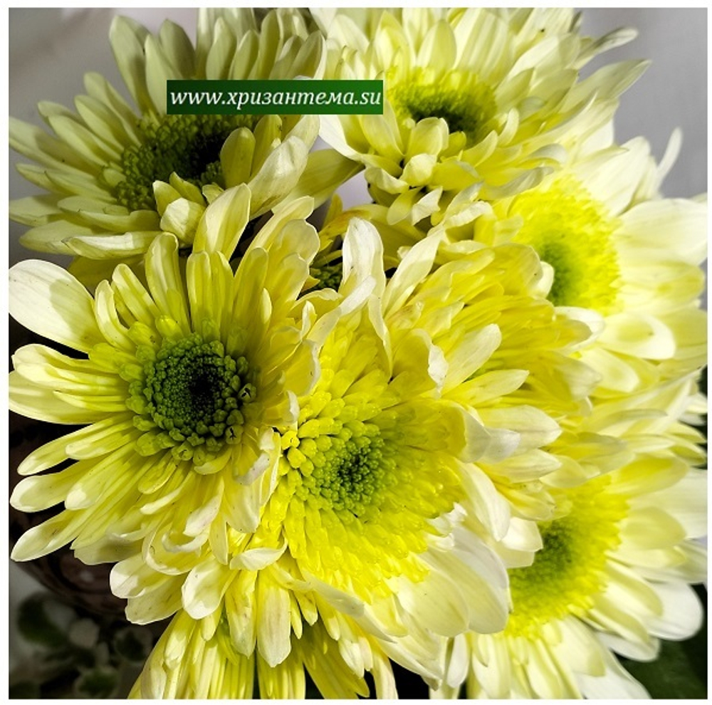 Хризантема кустовая Radost crem ☘🌻 к.4