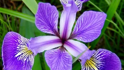 Ирис (корень)