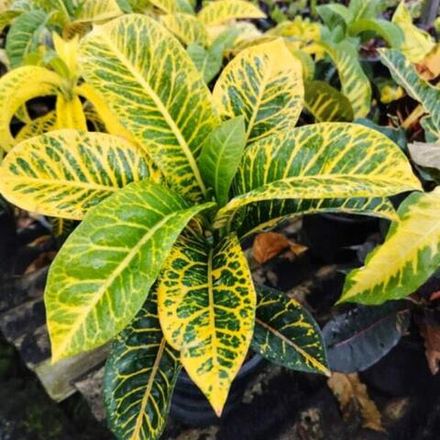 Кротон KHAO GAE BORAN