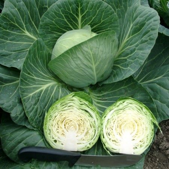 ТАФМА F1 семена капусты белокочанной (Rijk Zwaan | Alexagro) – фото 8