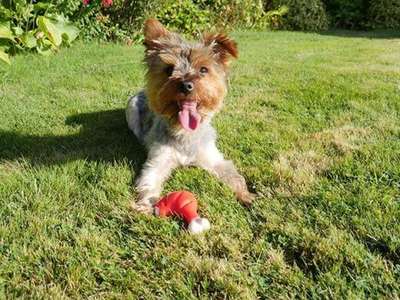 Игрушка "Бедро куриное с ароматом" нейлон красная, 18см