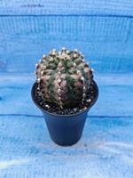 Gymnocalycium T-Rex Pink hybride (Гимнокалициум T-rex)