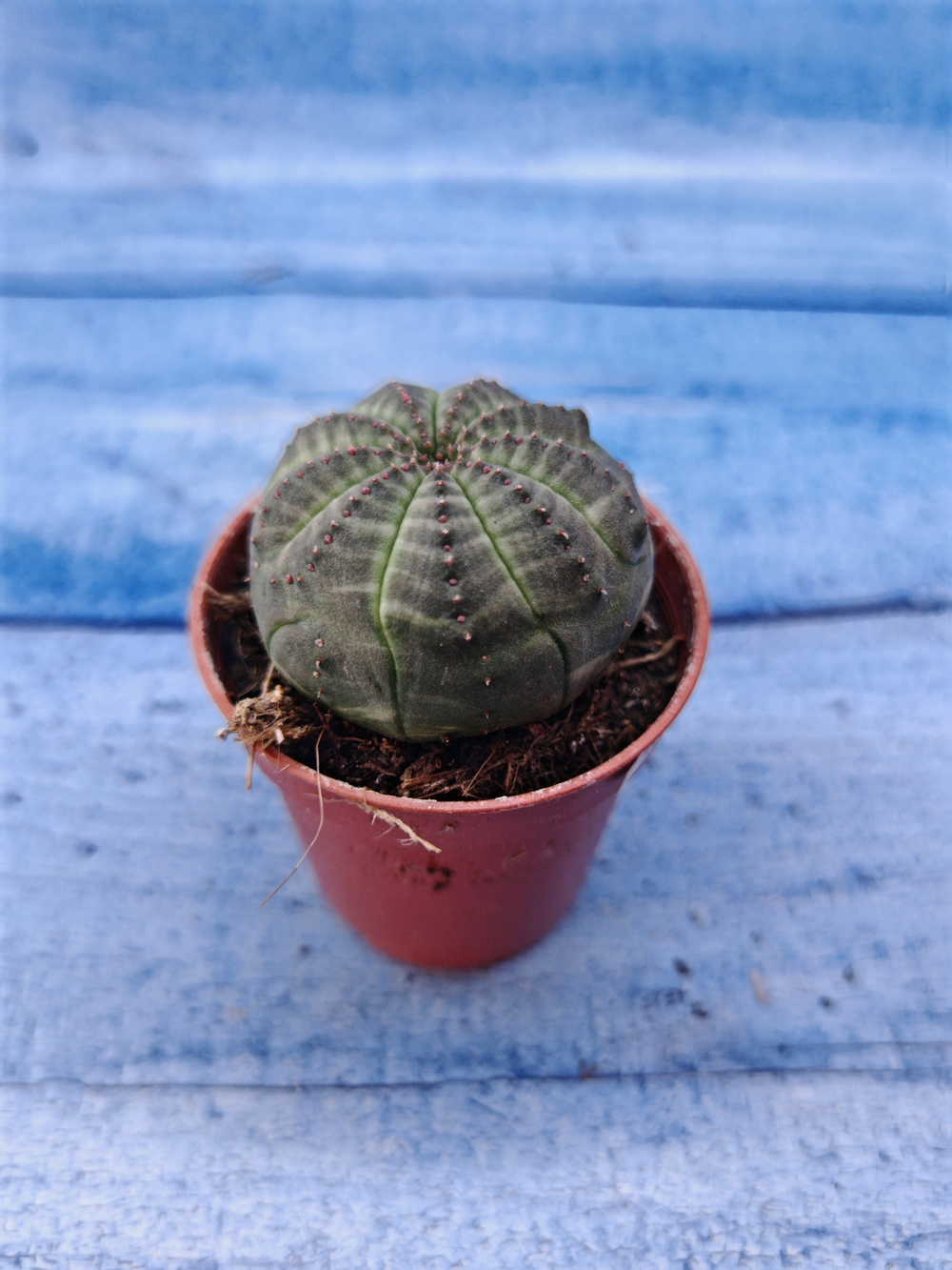Euphorbia Obesa (Эуфорбия)
