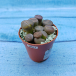 Lithops sp. (Литопсы)