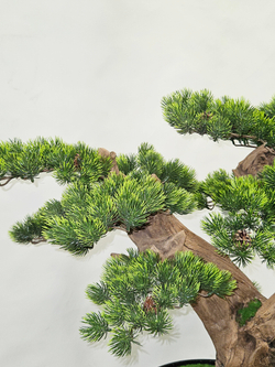 Бонсай Сосна 70см в кашпо лофт