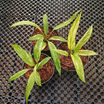 Антуриум VITTARIFOLIUM VARIEGATED