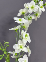 Дельфиниум белый (h79 см)