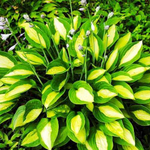 Хоста гибридная Джипси Роуз С2