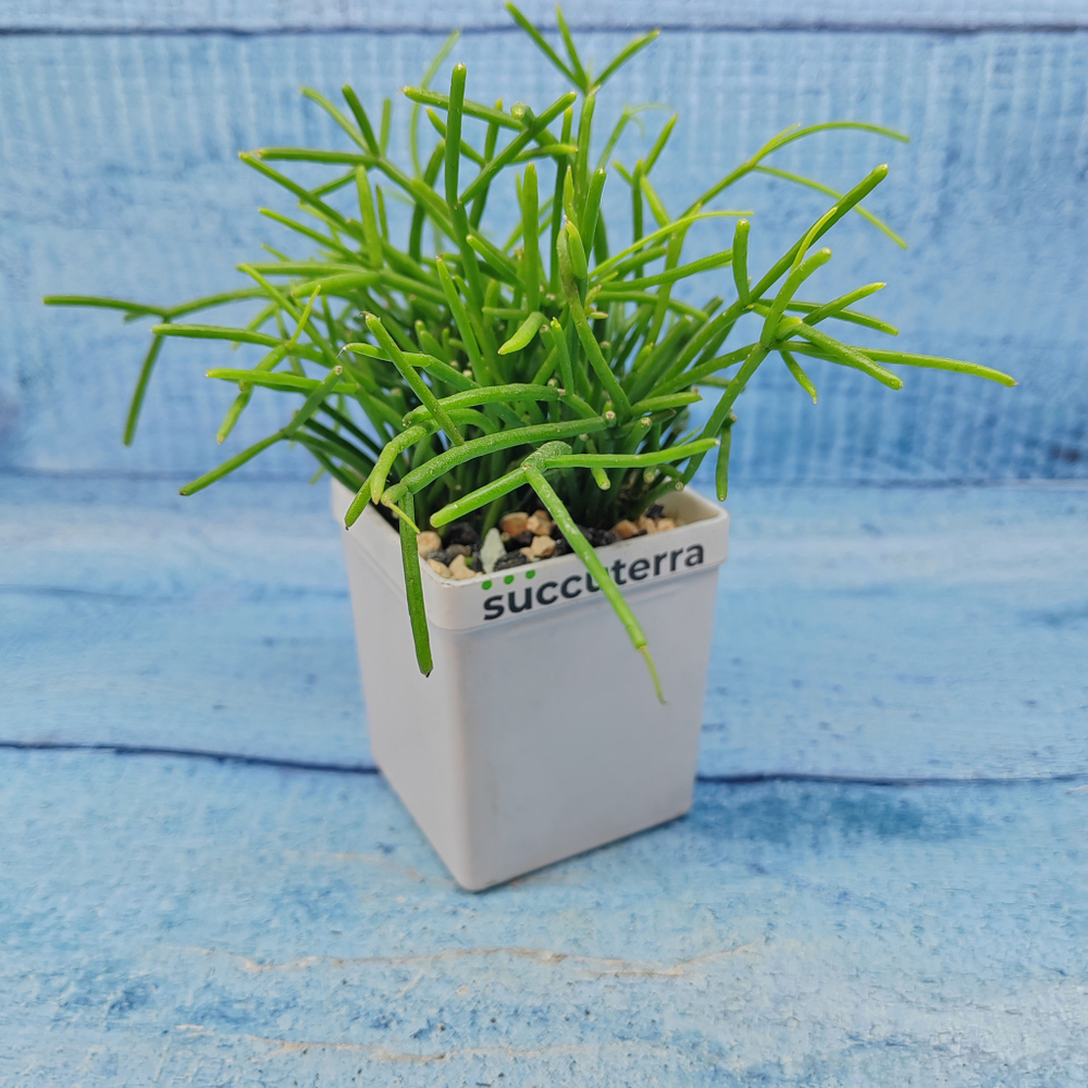 Rhipsalis Cassutha (Рипсалис)