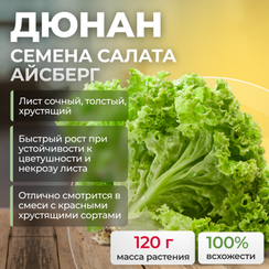 ДЮНАН семена салата (Rijk Zwaan | Alexagro)