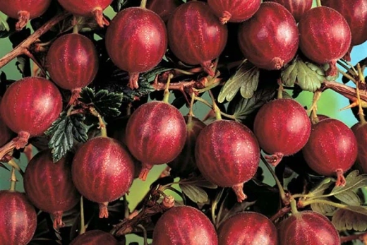 Крыжовник Консул С2 Закупка М69 июнь 2026