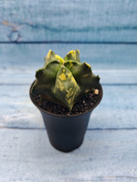 Astrophytum Myriostigma variagate (Астрофитум вариегатный)