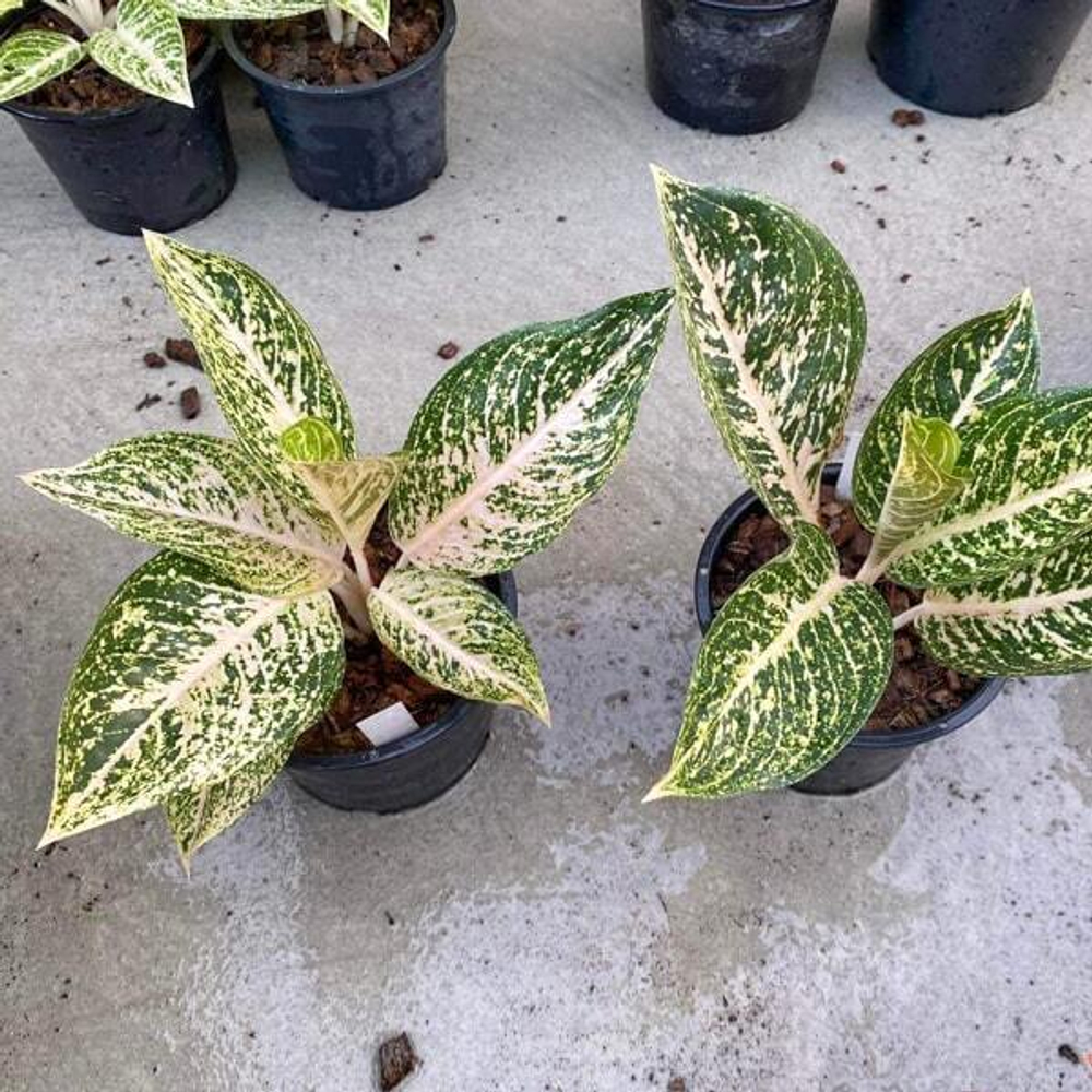 Аглаонема WHITE TIARA