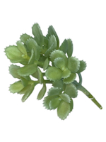 Суккулент 130 сизый