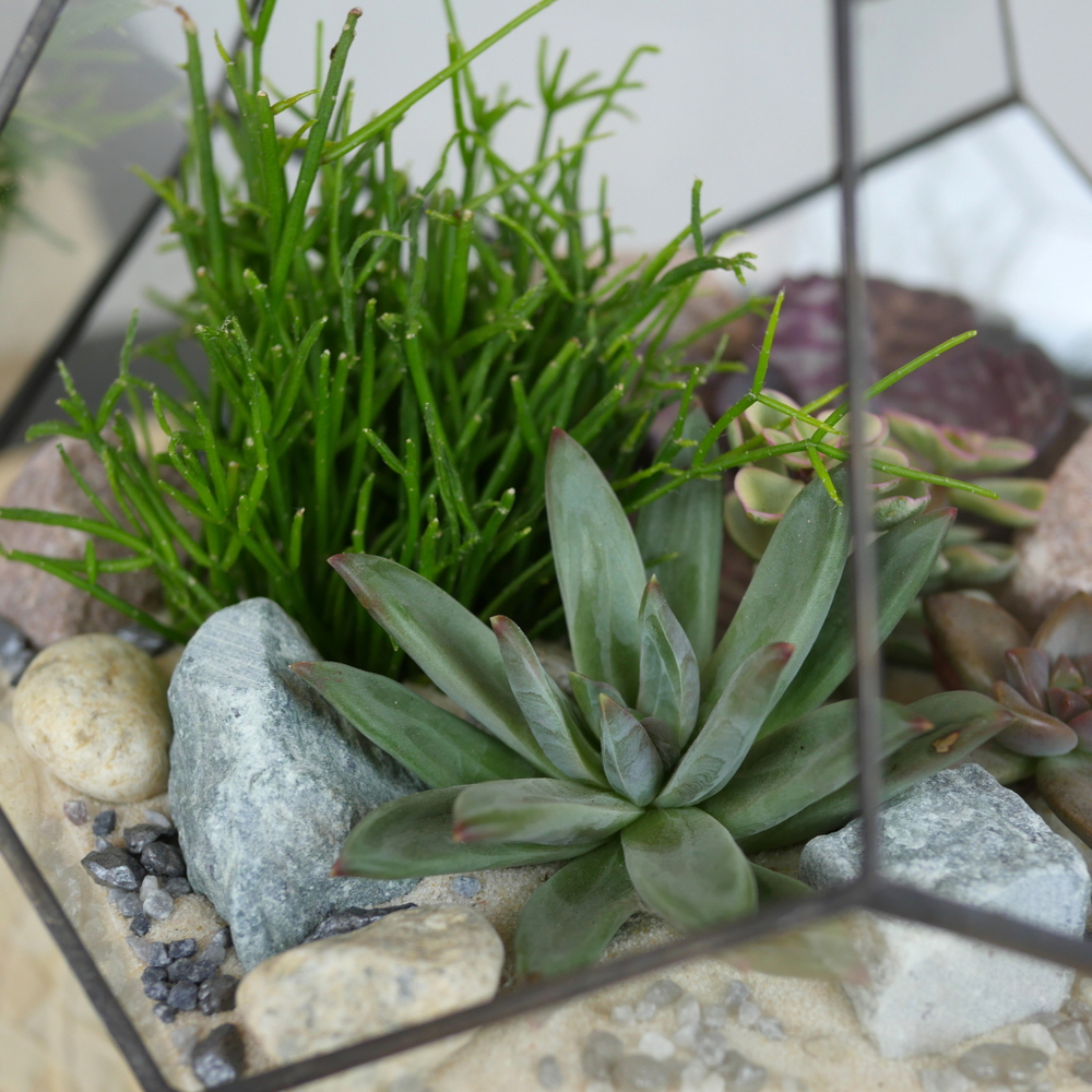 Готовый флорариум с суккулентами Сфера S