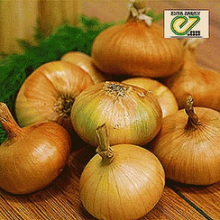 Сеншуй йеллоу F1 семена лука репчатого (Takii / Таки)