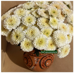 хризантема мелкоцветковая