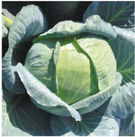Ларсия F1 семена капусты белокочанной (Seminis / Семинис)