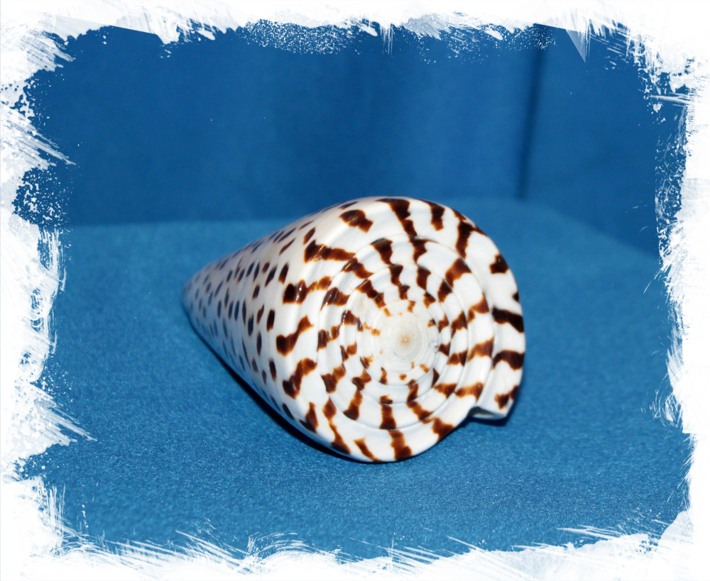 Конус Литтератус 8-11см, 1шт