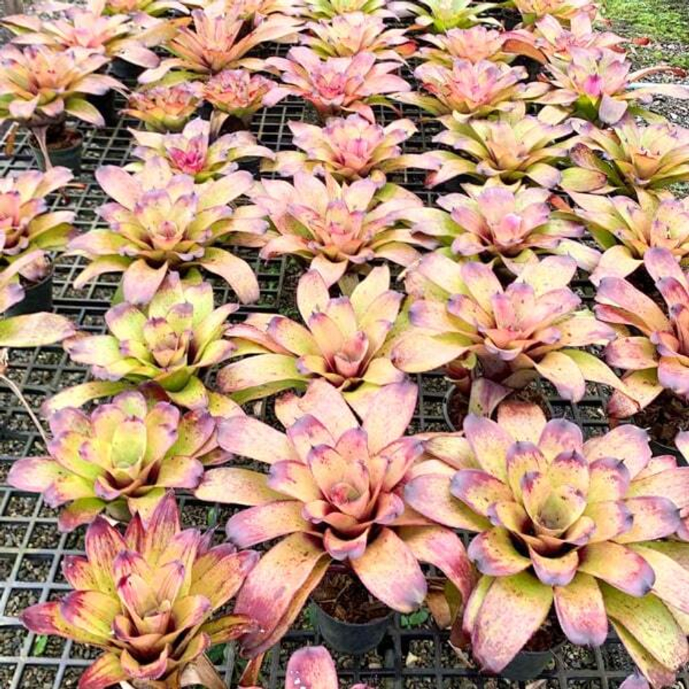 Неорегелия STRAWBERRY ROAN