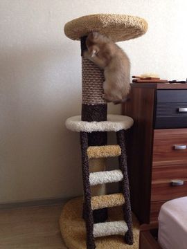 Когтеточка Л-1