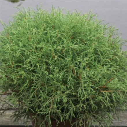 Туя западная Мистер Боулинг Болл C5 40-60